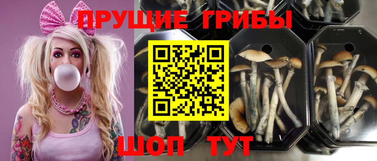 Славгород  Галлюциногенные грибы Psilocybine cubensis  Вход с VPN 